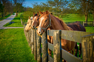 Group of horses looking over a fence at a horse farm in Central Kentucky.