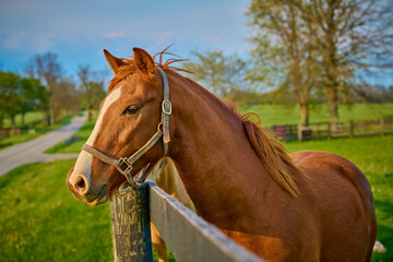 Obraz premium Horse looking over a fence at a horse farm in Central Kentucky.