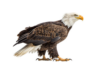 Fototapeta premium Eagle isolated on white background 