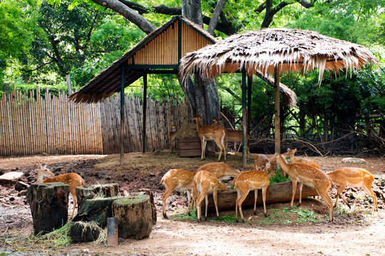 Chital or spotted deer in cage at public park in Bangkok, Thailand