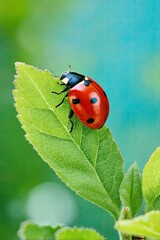 Obraz premium Bright red ladybug sitting on fresh green leaf against vibrant natural background