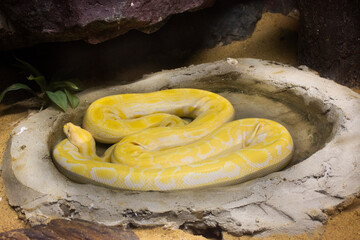 Reticulated python relax in cage at public park in Bangkok, Thailand