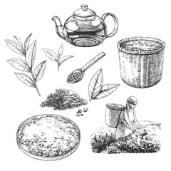 Vector set of hand-drawn illustrations of tea production stages. Black and white collection of sketches of leaves, harvesting process, teapot and dry herbs. 