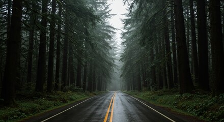 Obraz premium A moody and atmospheric road leading through a dense forest of tall evergreen trees. The road is wet and reflects the subtle light, with faded yellow lines running down the center