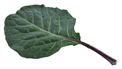Natural organic green cabbage stalk. Couve. Cabbage leaves. Cabbage is the common generic name for...