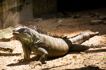 Iguana relax on floor in cage at public park in Bangkok, Thailand