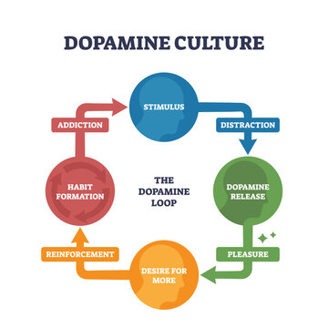 Dopamine culture is visualized as a cycle showing stimulus, dopamine release, pleasure, desire, and addiction. Key objects, circles, arrows, text. Outline diagram