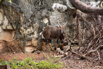 Lowland nyala or Tragelaphus angasii in cage at public park in Bangkok, Thailand