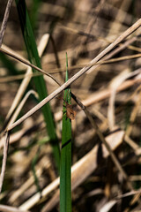  Dry Grass Background backgrounds and textures.