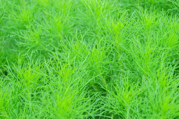 green grass stretches like a natural carpet in spring