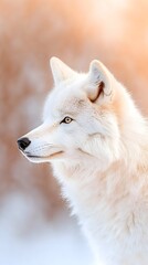 Obraz premium Majestic white wolf, profile view, soft light, snowy background