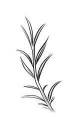 Single rosemary herb sprig vector