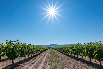 Obraz premium Sun-drenched vineyard rows stretch into a clear blue sky Rows of green vines line a dirt road, leading to a distant mountain range