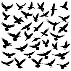 vector silhouettes set of birds