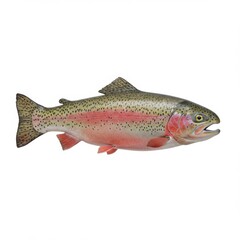 Naklejka premium Isolated rainbow trout fish close up on white view isolated on white background