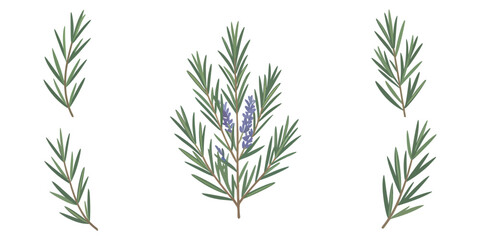 Continuous one line drawing of rosemary. Modern style vector illustration on isolated background, Rosemary simple vector sketch drawing. One continuous line art drawing illustration for label design.