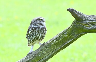 A cute Little Owl climbing up a branch.