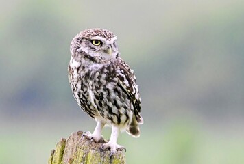 A Little Owl perched on top of an rustic old gate post.