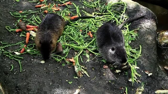 The Cuban hutia, Capromys pilorides,  nocturnal rodent and completely arboreal, They like to jump from tree to tree. Hutias eat roots, tubers, leaves, stems, and bark.