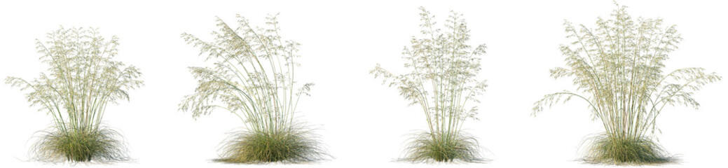 Set of Celtica gigantea (commonly called giant feather grass, giant needle grass or golden-oats) isolated frontal png on a transparent background perfectly cutout