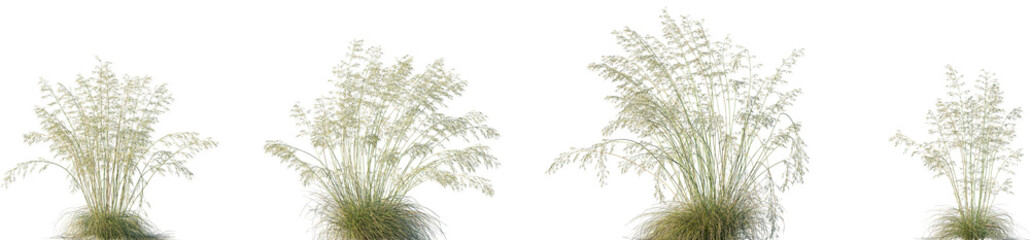 Set of Celtica gigantea (commonly called giant feather grass, giant needle grass or golden-oats) isolated frontal png on a transparent background perfectly cutout
