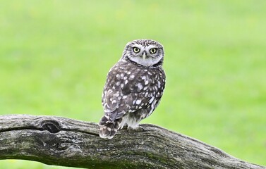 A Little Owl perched on a single branch.