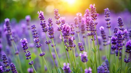 Naklejka premium Delicate purple flowers of lavender plant in a garden, therapeutic herbs