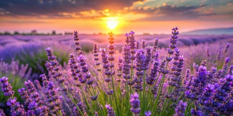 Naklejka premium Fresh lavender flowers in a field at sunrise, flower fields, outdoor, flower fields