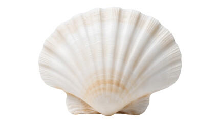 sea shell isolated on white