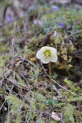 Schneerosen im Wald