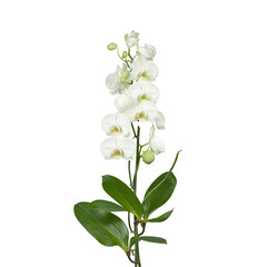 Fototapeta premium Isolated white orchid plant with glossy petals elegant and vibrant perfect for botanical decorations or nature concepts