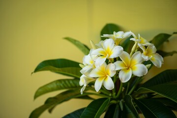 Fototapeta premium Close-Up of White and Yellow Plumeria Blooms Against Bright Yellow Background With Leaves