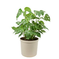 Fototapeta premium Isolated mature split leaf philodendron in a stylish pot