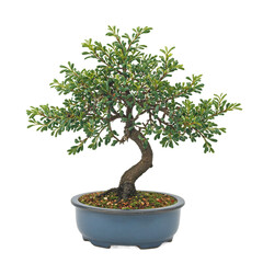 Isolated mini juniper bonsai tree in traditional blue pot