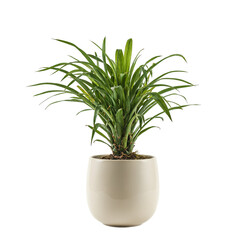 Isolated whimsical ponytail palm in a ceramic rounded pot   perfect for adding a touch of greenery to your designs