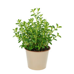 Naklejka premium Isolated vibrant oregano herb plant in a rustic pot perfect for culinary concepts and gardening themes