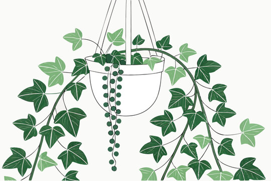 99 Hanging plants, cascading greenery, white planter, modern decor, lush foliage, string of pearls plant, indoor gardening, botanical aesthetic, minimalist design, vertical garden, trailing vines, art