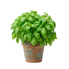 Naklejka premium Isolated bright green basil plant in rustic pot for vibrant culinary concepts