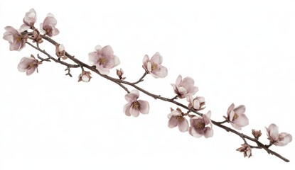 Delicate Pink and White Blossoms on Branch