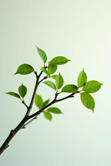 Branches isolated on white background with a few leaves still attached, branches, simplicity, green
