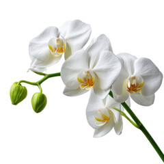 Beautiful white orchids floral bloom blossom petal flower nature plant on transparent background
