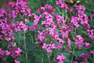 Pink hydrangea buds, early spring. Selective focus. Background of flowers