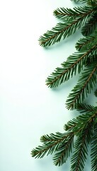 Loose branches of fir trees against a white background, branches, foliage, evergreen