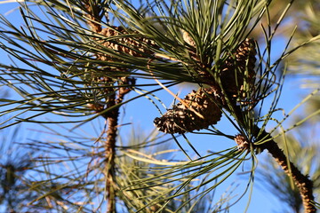 pine needles and cones on the forest