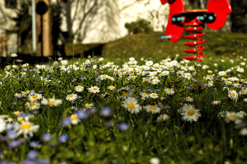 spring daisies in one of the courtyards of Munich