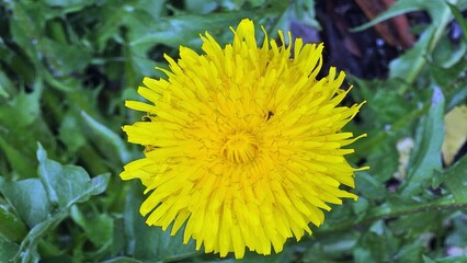 yellow dandelion flower