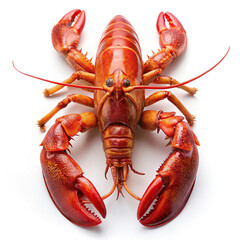 lobster White Background