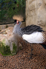 A beautiful crowned crane displaying its ruffled feathers.