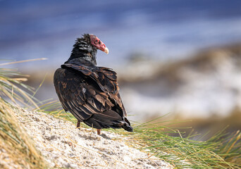 Turkey Vulture (Cathartes aura), Falkland Islands