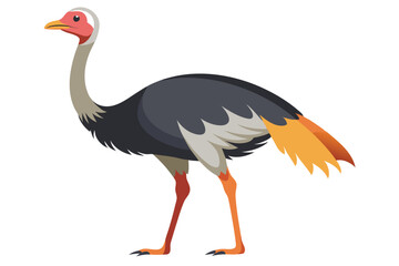 Obraz premium Ostrich isolated illustration on white background. 